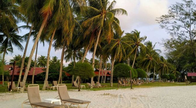 shows sunbeds next to palm trees in langkawi